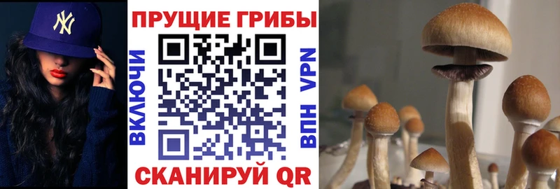 где можно купить наркотик  Власиха  Псилоцибиновые грибы Psilocybe 